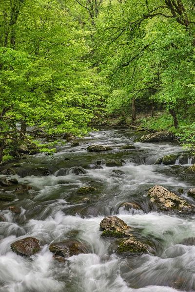 Jones, Adam 아티스트의 Spring view of forest along Middle Prong of Little Pigeon River-Great Smoky Mountains National Park작품입니다.